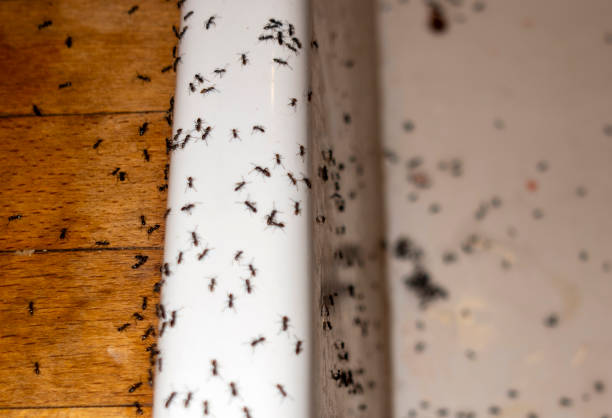 Best Residential Pest Control  in Fort Valley, GA