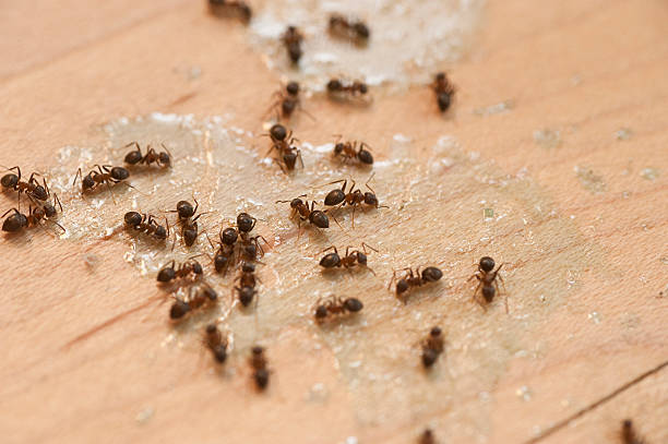 Best Spider Control Near Me  in Fort Valley, GA